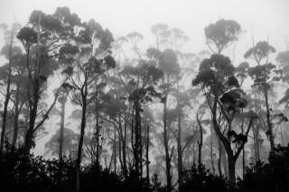Dentelle de Tasmanie
