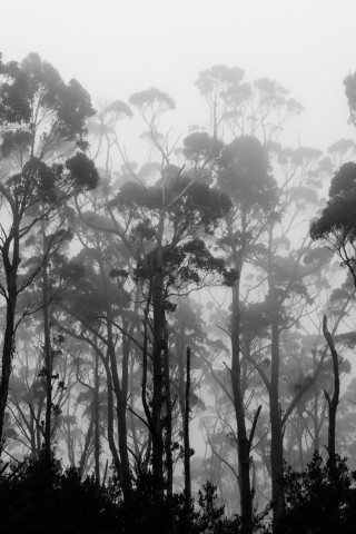 Dentelle de Tasmanie
